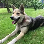 Zaginął pies, duży rasy mieszanej