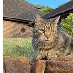 Zaginal dwuletni kot Kazik