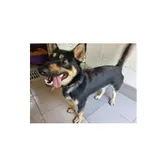 Frugo (P-5204/22) piesek urodzony w maju 2020 r. przyjechał do Schroniska z ul. 42 P.P. w dniu 21.07.2022 r.