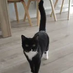 Zaginął kot, Tarnów, 14 listopada 2020