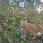 Zaginął kot, Gdynia, 12 sierpnia 2022