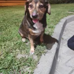 Znaleziony pies Piekary Śląskie