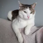 Zaginął kot, Bielsko-Biała, 3 września 2022