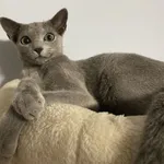 Zaginął kot, Węgorzewo, 5 września 2021