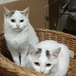 Oddam kota, Wrocław, 16 marca 2022