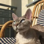 Zaginął kot, Łódź, 21 sierpnia 2022