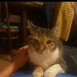 Zaginął kot, Gdynia, 3 września 2022