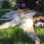 Bernardyn, biało brazowy ok 7 lat na imie ma Santos i posiada Chip