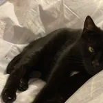 Zaginął kot, Łódź, 21 sierpnia 2022