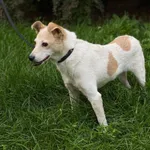 Odka całe życie spędziła w schronisku