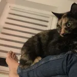 Zaginął kot, Łódź, 4 września 2022