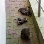 Zaginęły małe kotki