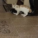 Zaginęła 4 dni temu. Raczej nieufna. Wysterylizowana.
Bialo- ruda