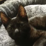 Iskiereczka szuka domku