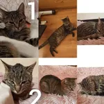 Proszę o Uwagę i pomoc w znalezieniu kotki