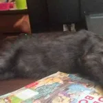 Zaginął kocur Wafel