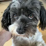 Zaginął pies, Załęże, 1 września 2022