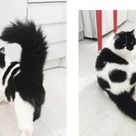 Zaginął kot, Ostróda, 12 kwietnia 2022