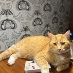 20 sierpnia 2022r.  Zaginął dorosły kot o rudej sierści na szyji ma kolorową obróżkę