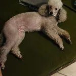 Zaginął pies, Białystok, 2 września 2022