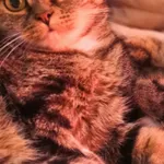 Kot bury, kastrat. Ma lekko obcięte lewe uszko.