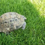 Zaginął żółw grecki