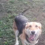 Zaginął pies, Świdwin, 13 lipca 2020