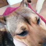 Znaleziono psa w Przasnyszu