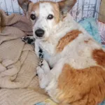 Znaleziono psa, Sandomierz, 1 września 2022