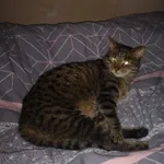 Zaginął kot, Siedlce, 3 września 2022