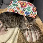 Zaginął kot, Łódź, 21 sierpnia 2022