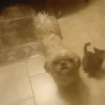 Zaginął pies, Oświęcim, 2 września 2022