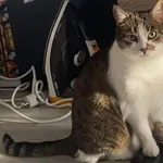 Kotka zaginęła w dniu 24.08.2022. Kotka bardzo nie ufna dla obcych ludzi.