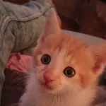 Oddam kota, Dobrzeń Wielki, 3 września 2022