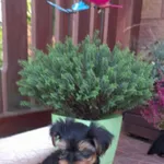 Jorczki szczeniaczki