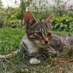 Kocurek Benio szuka domu