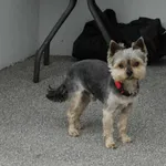 Zaginął pies, Stary Sącz, 4 lipca 2022