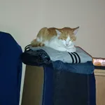 Zaginął kot, Zabrnie, 17 sierpnia 2022