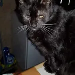 Zaginął kot, Warszawa, 3 września 2022