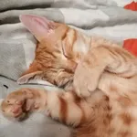 Zaginął kot targowek