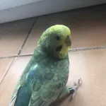 Zagineło zwierzę, Mokra Wieś, 3 września 2022