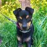 Zaginął pies, Nowy Dwór Gdański, 1 września 2022