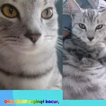 Zaginął kot, Andrychów, 1 sierpnia 2022