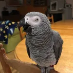 Zagineło zwierzę, Płock, 2 września 2022