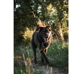 Znaleziono psa, Białystok, 26 sierpnia 2022