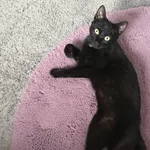 Zaginął kot, Dąbrowa Zielona, 1 września 2022