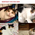 Zginał kot Radom Akademickie golebiow