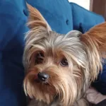 Zaginął pies, Łowicz, 2 września 2022