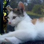 Oddam kotki w dobre ręce.