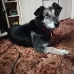 Zaginął pies, Lednogóra, 11 maja 2021